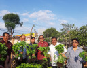 BUPATI BULELENG PANEN SAYUR DI SINGARAJA SMART AGROCITY