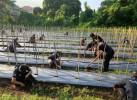 PEMELIHARAAN TANAMAN CABAI DI LAHAN SMART FARMING 