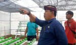 PENINJAUAN GREEN HOUSE HIDROPONIK SINGARAJA SMART AGROCITY