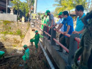 GOTONG ROYONG BERSIHKAN SAMPAH BAMBU DI JEMBATAN PEMARON